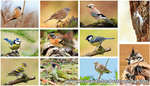 Bird sticker sheet - great stickers from various birds