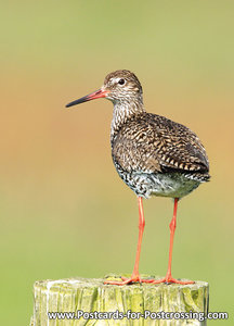 Common Redshank postcard