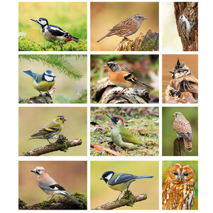 bird postcards