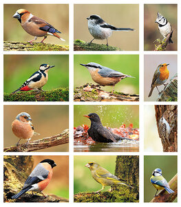 bird postcards