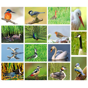 bird postcards