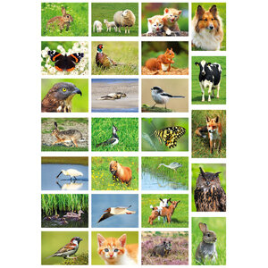 animal postcards set
