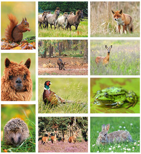 Wildlife postcards - 11 postcards with animal motif