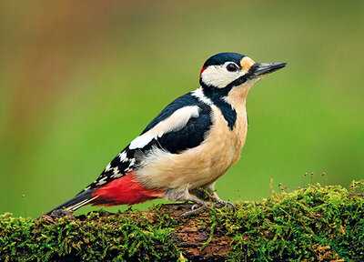 Great spotted woodpecker postcard