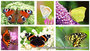 Butterfly postcard set