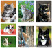 cat postcards set