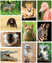 Zoo postcards - set with 10 postcards