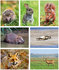 Wildlife postcards