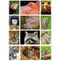 Zoo postcards set