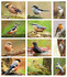 bird postcards