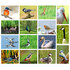 bird postcards