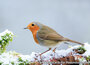 bird postcards